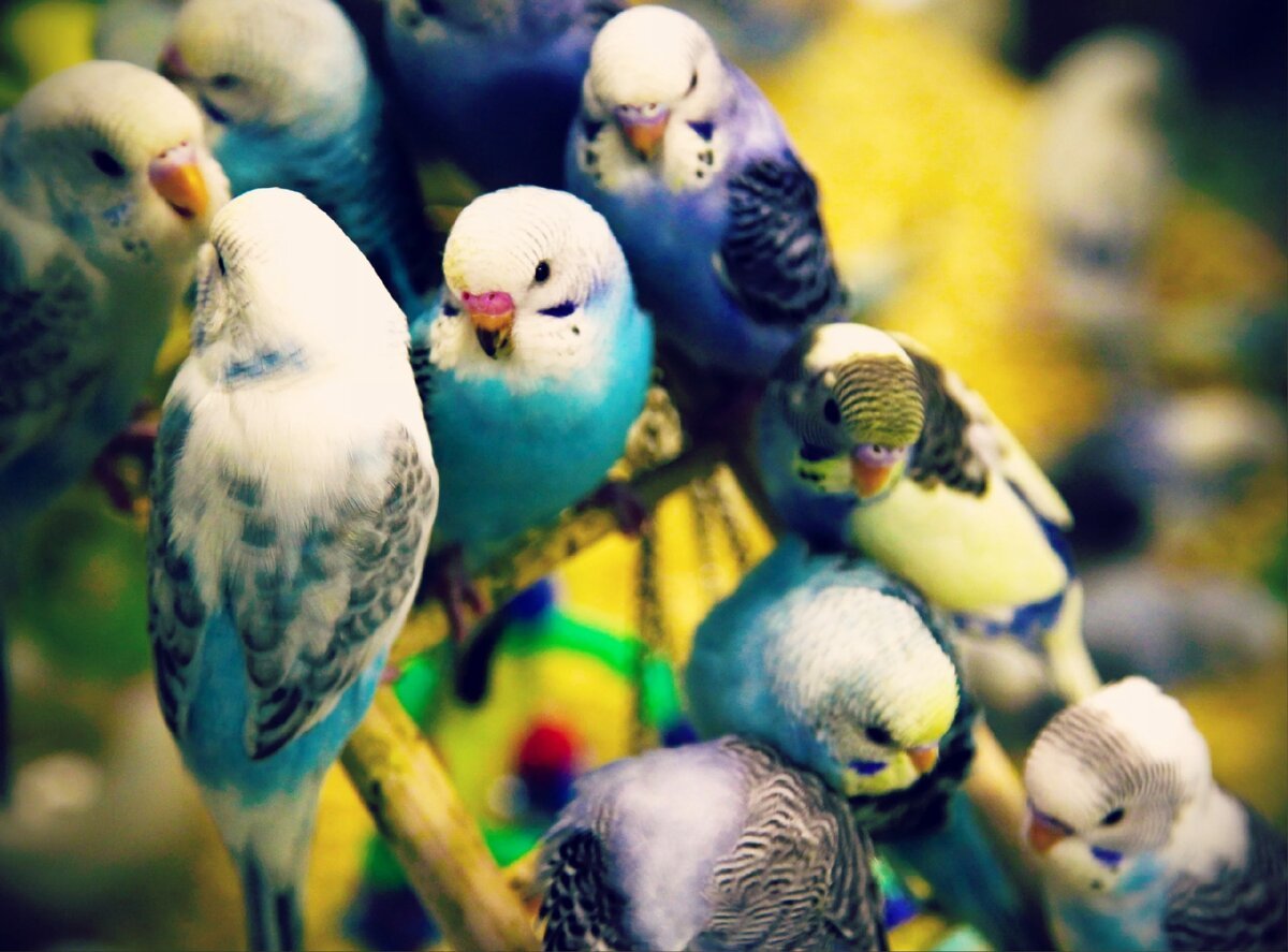 Чириканье волнистых попугаев