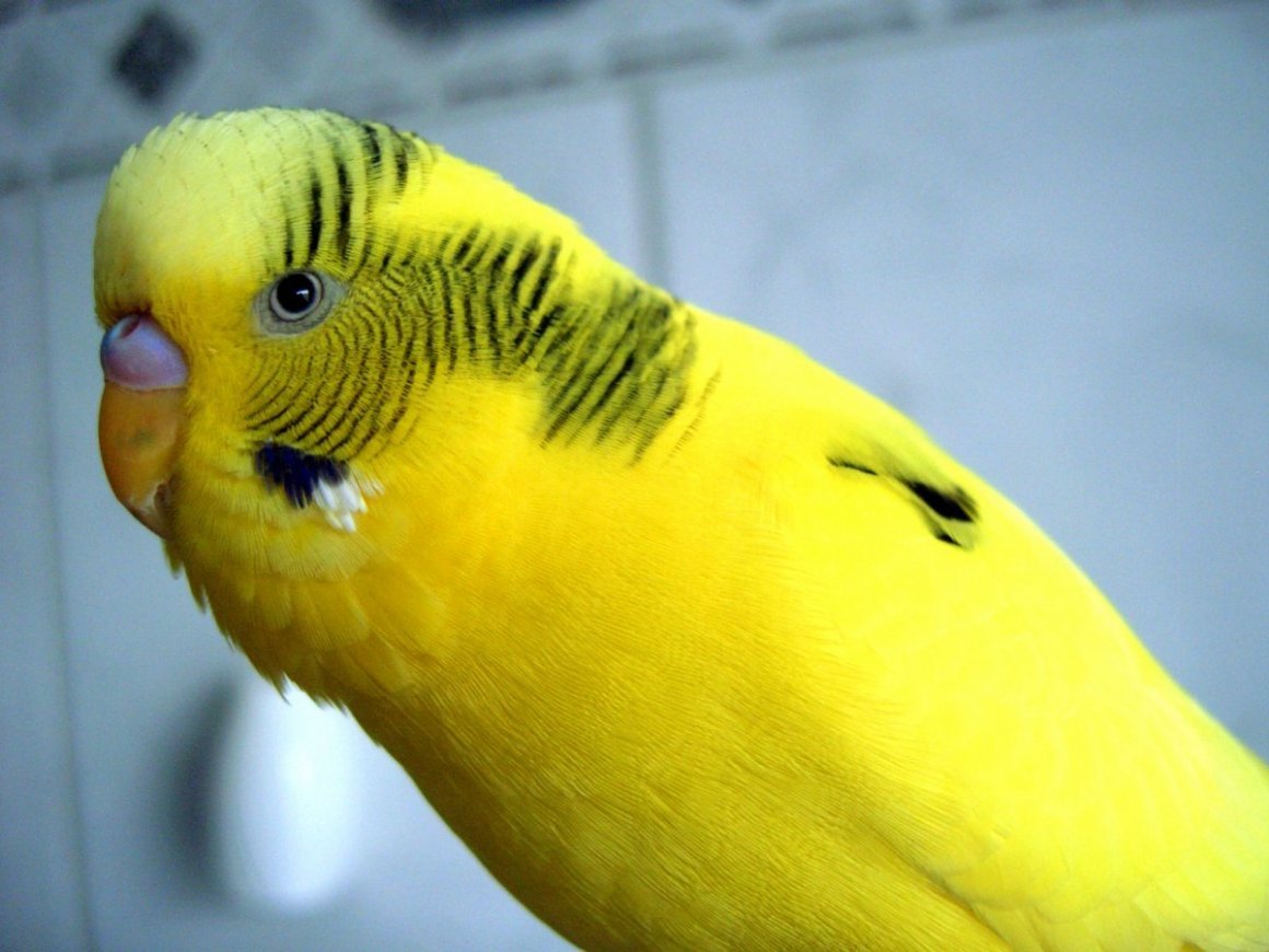 Желтый волнистый попугай