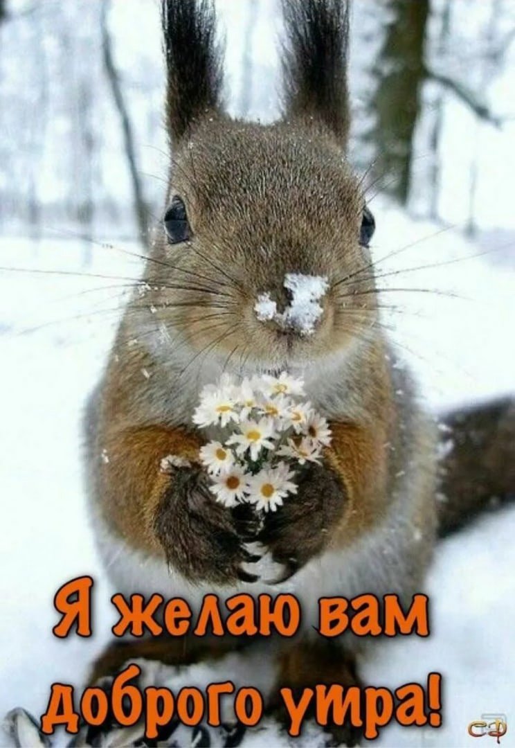 Доброе утро с белками