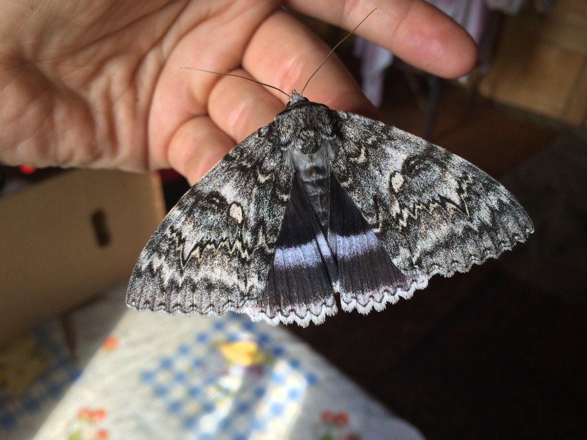 Голубая Ленточница (Catocala fraxini)