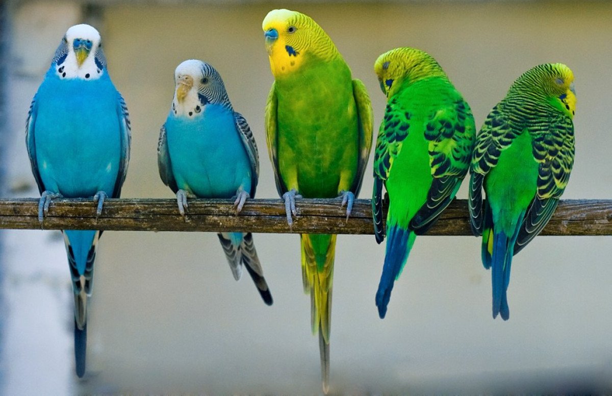 Породистые волнистые попугаи