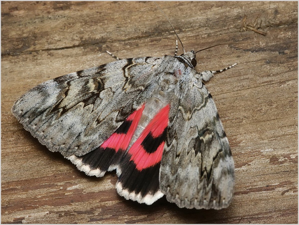 Ленточница Ивовая