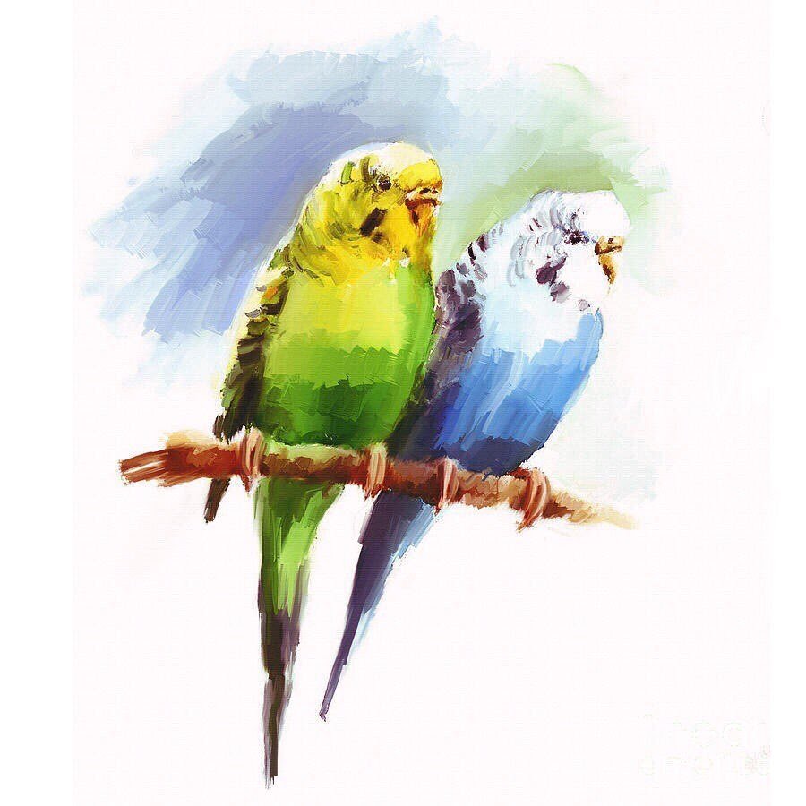 Волнистые попугайчики акварель