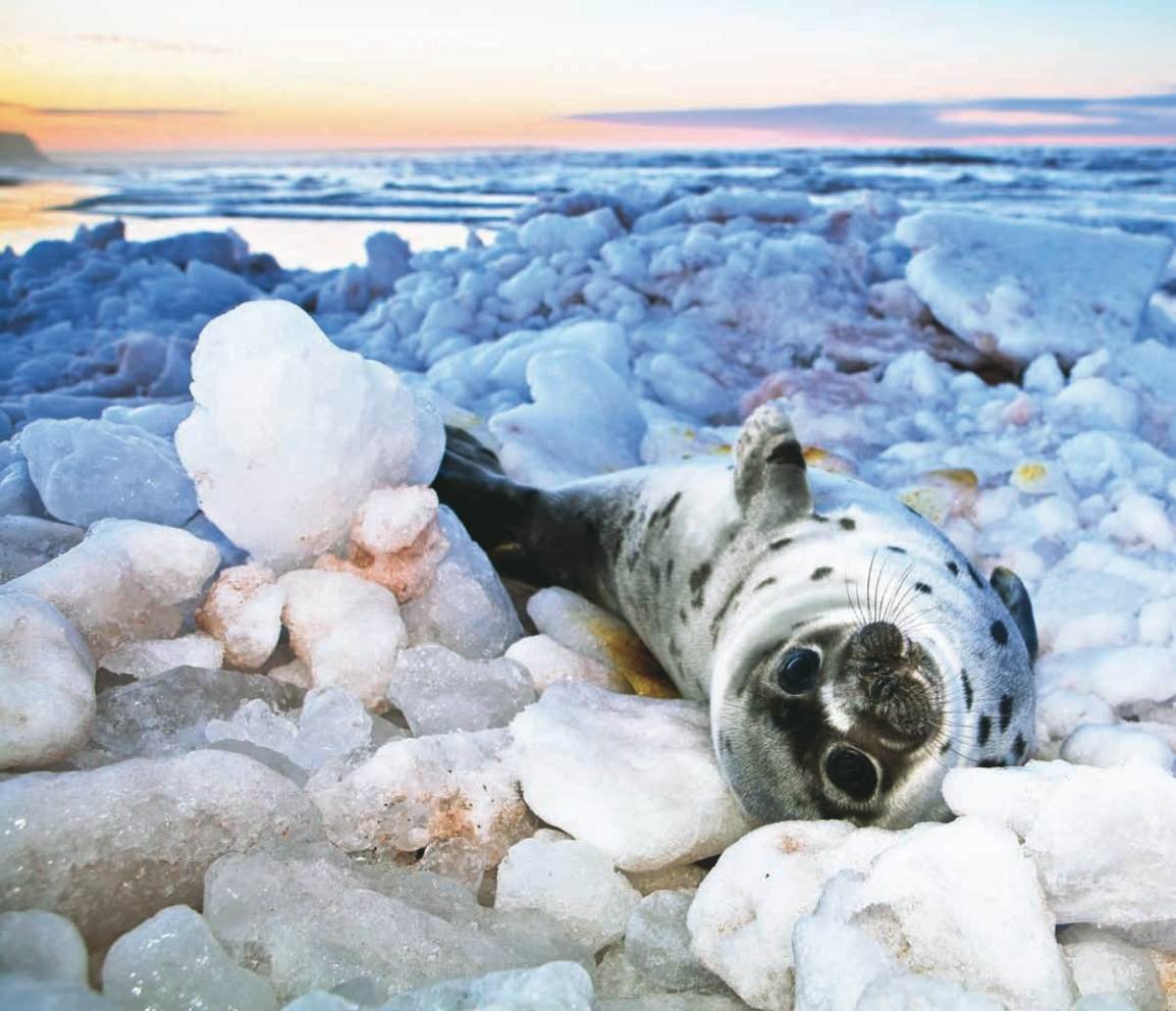 Ice animals. Морские котики в Северном Ледовитом океане. Нерпа Карское море. Нерпа Северного Ледовитого океана. Нерпа в Арктике.