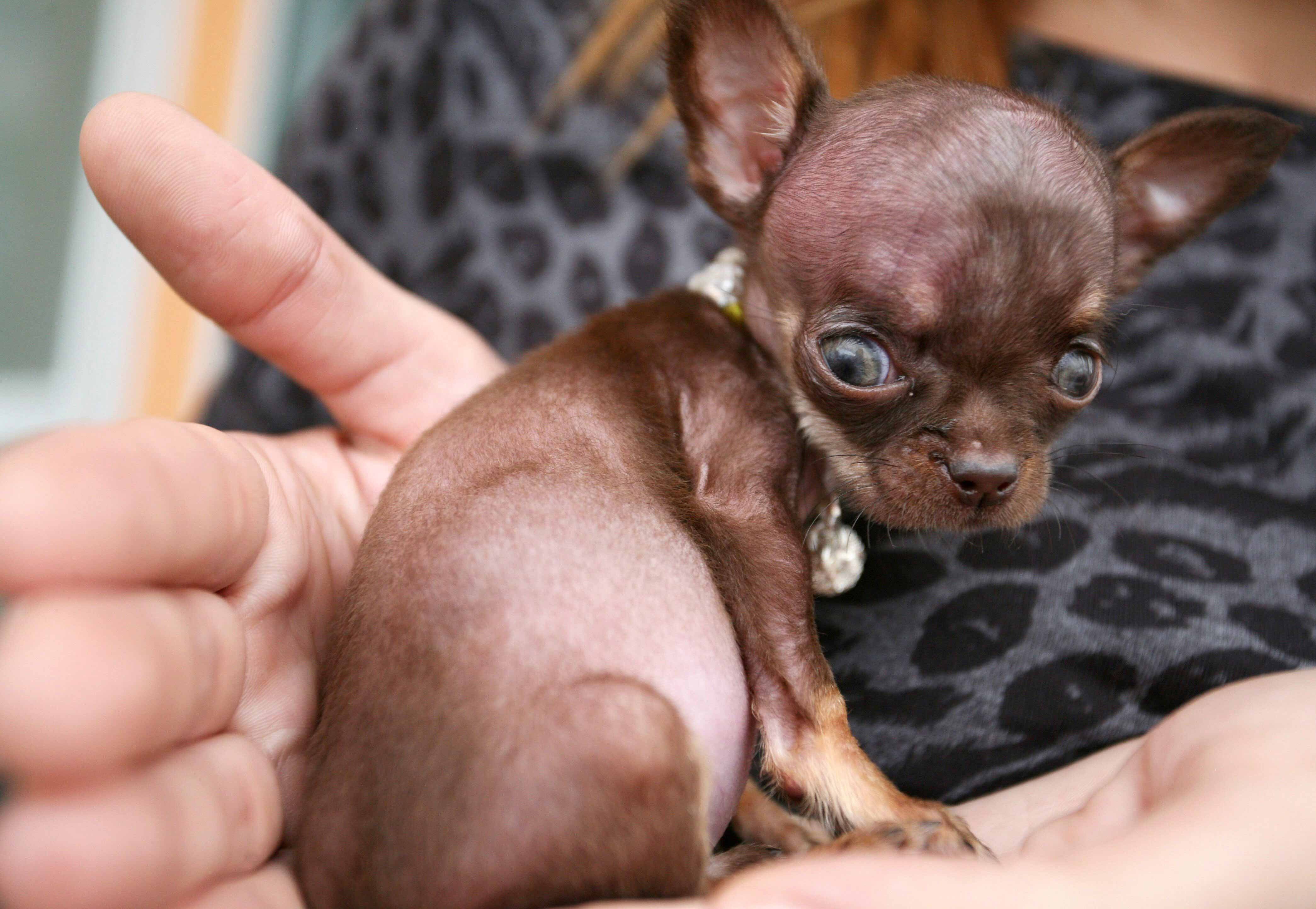 Какая порода самой маленькой собаки. Чихуахуа Милли. Собака чихуахуа Милли. Чихуахуа Милли из Пуэрто-Рико. Чихуахуа Милли самая маленькая.