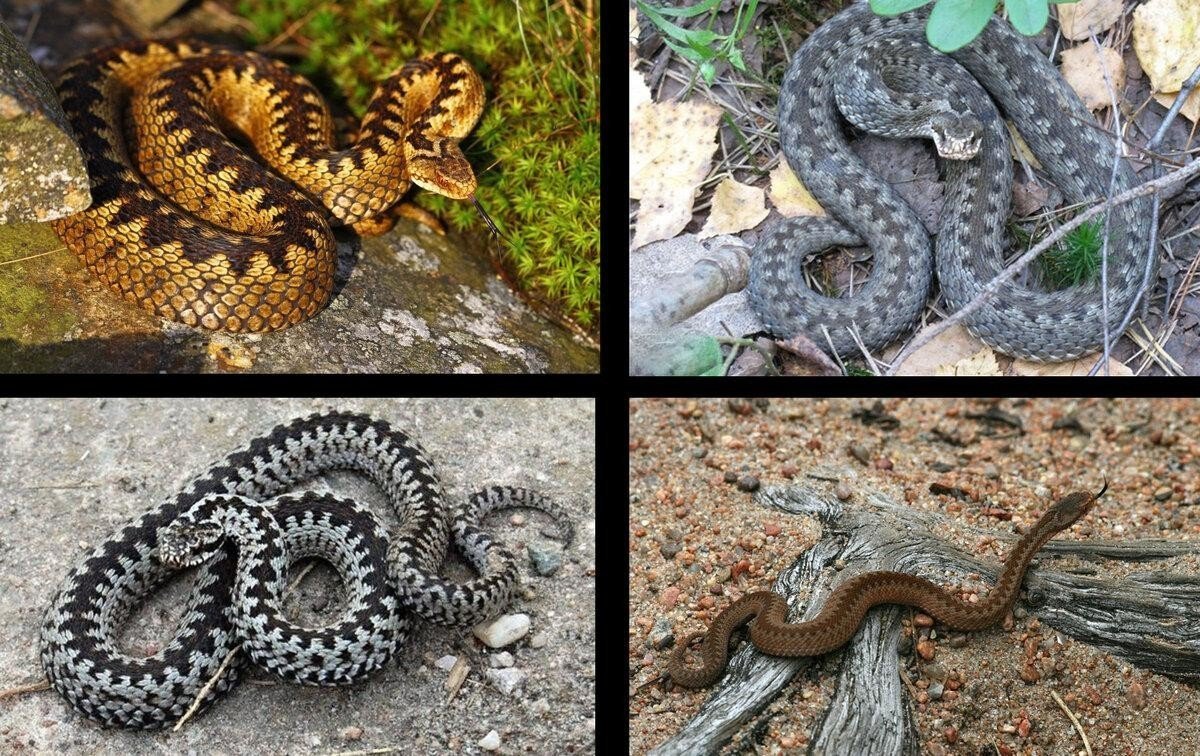 Гадюка меланист и уж