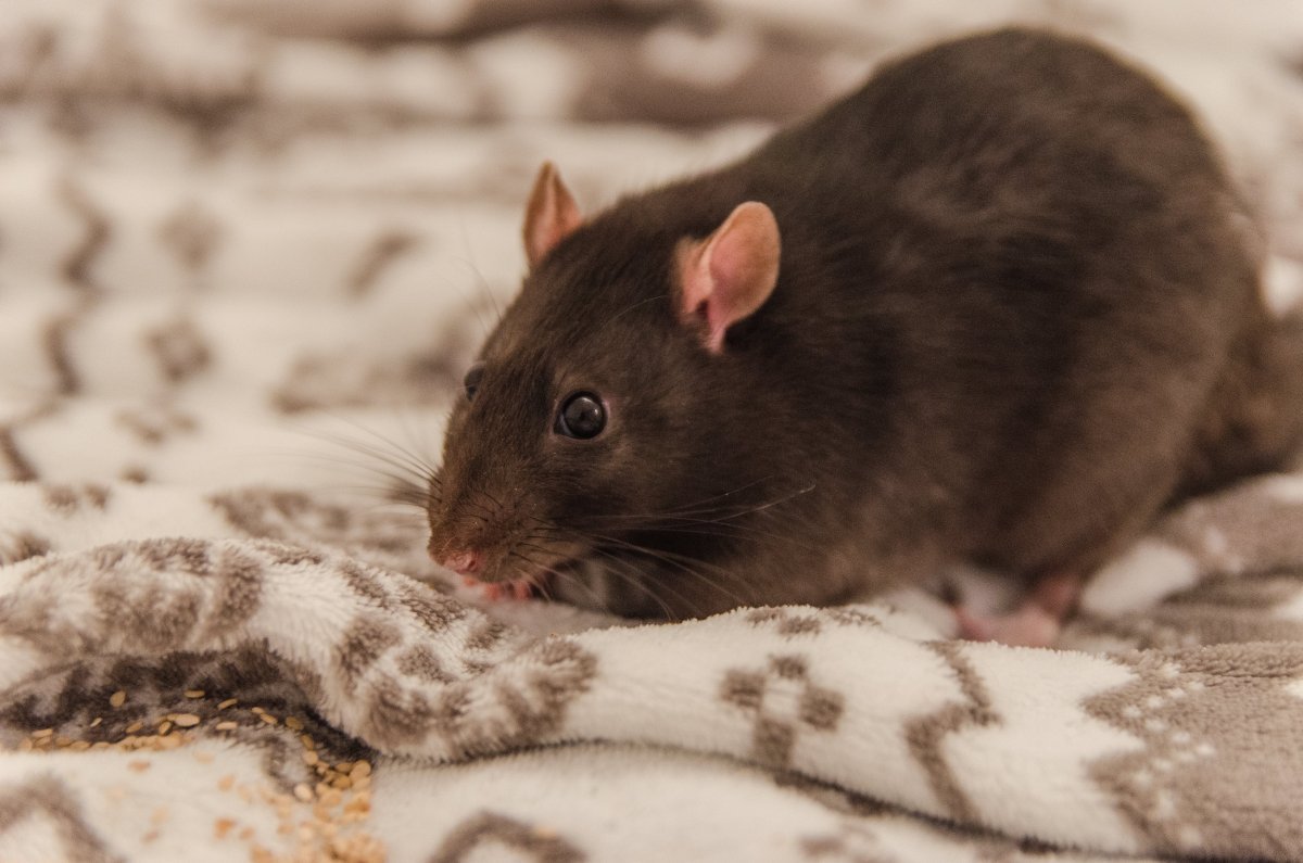 Капюшончатая крыса