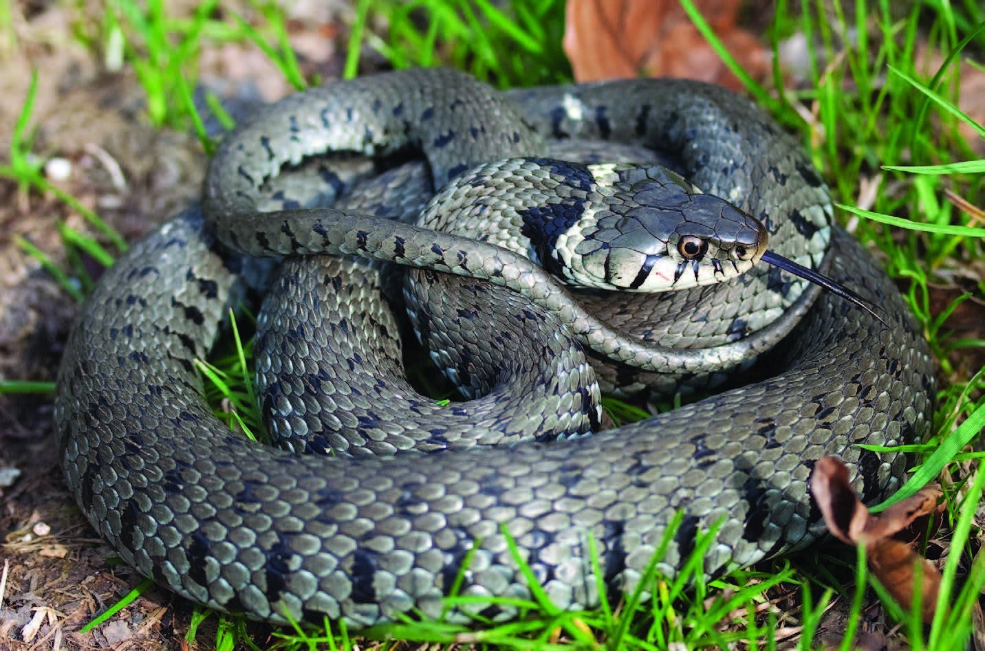 От змей на дачном участке. Обыкновенный уж Natrix Natrix. Змея уж обыкновенный. Grass Snake Natrix Natrix. Уж обыкновенный большой.