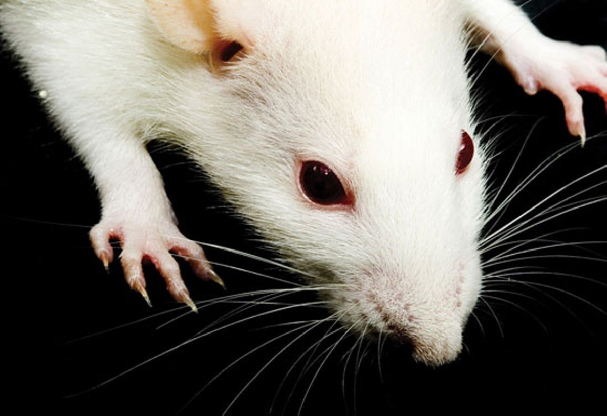 Белая крыса с красными глазами