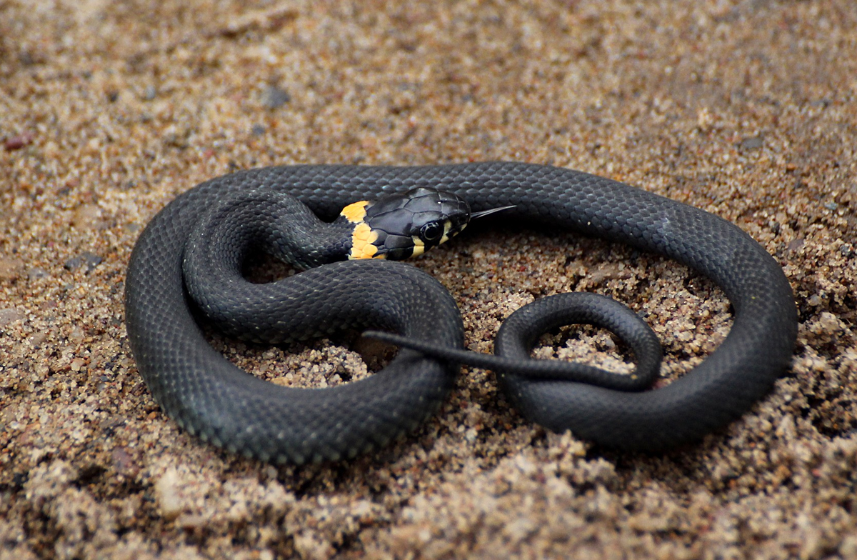 Обыкновенный уж