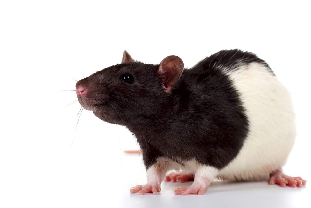 К чему снится крыса женщине