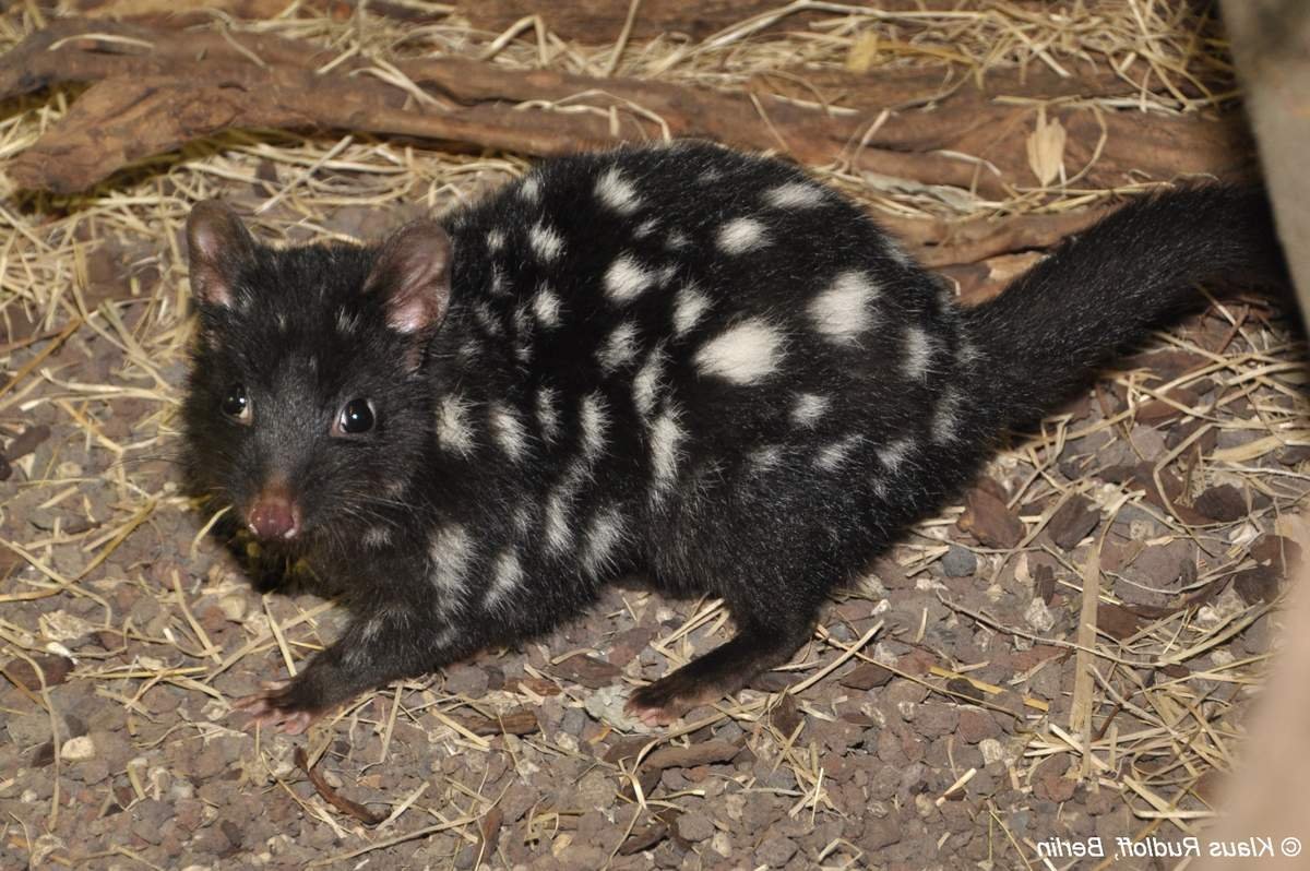 Пятнистая крыса