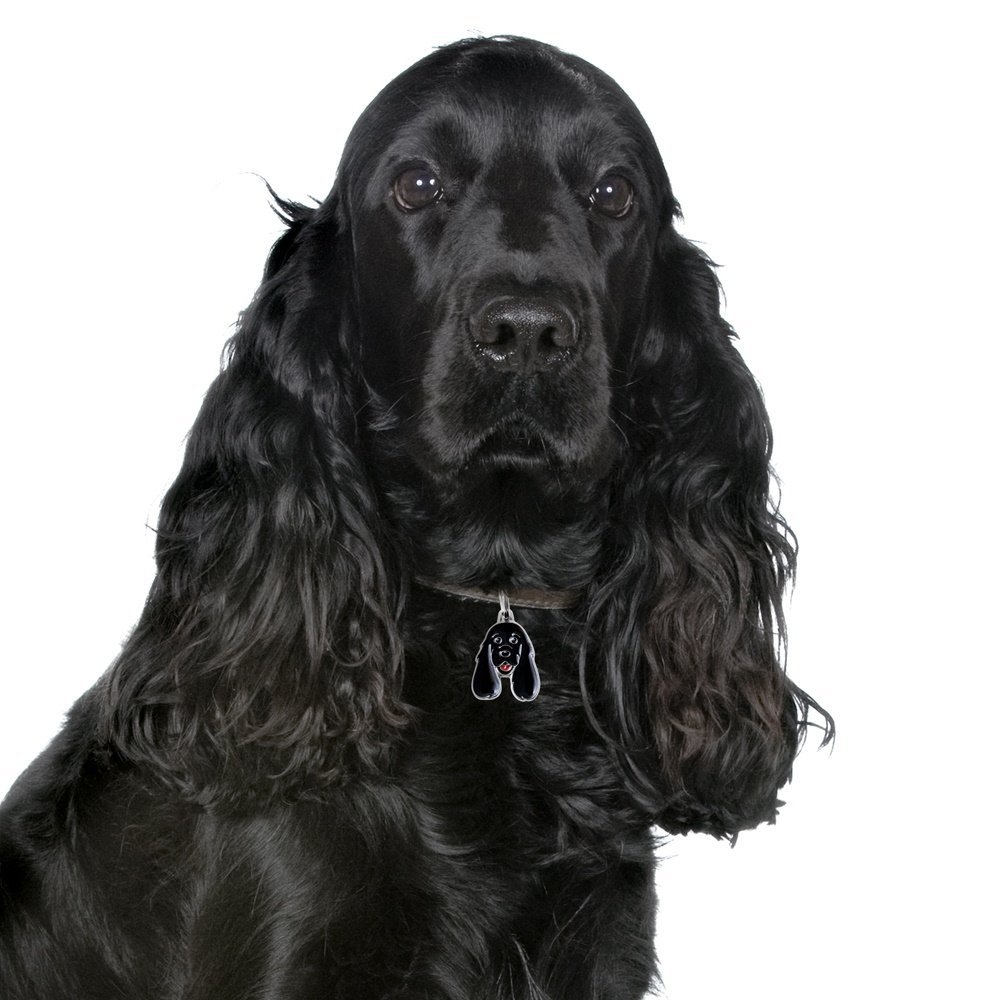 Английский кокер спаниель черный