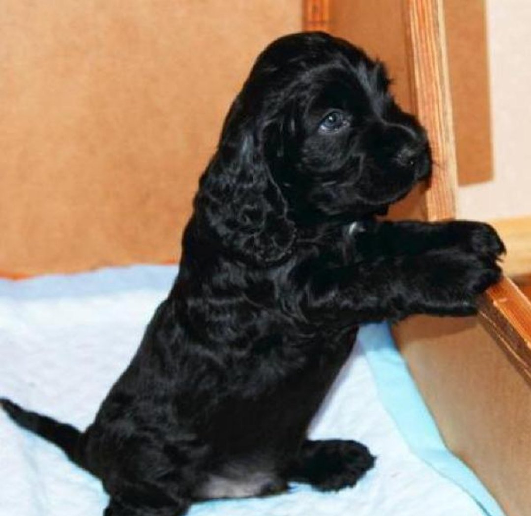 Кучерявый спаниель