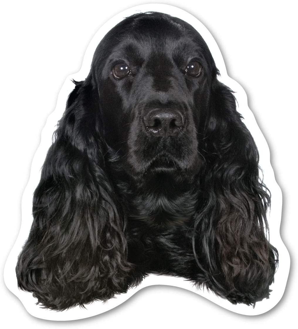 Английский кокер-спаниель