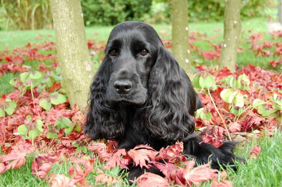 Кокер спаниель черный