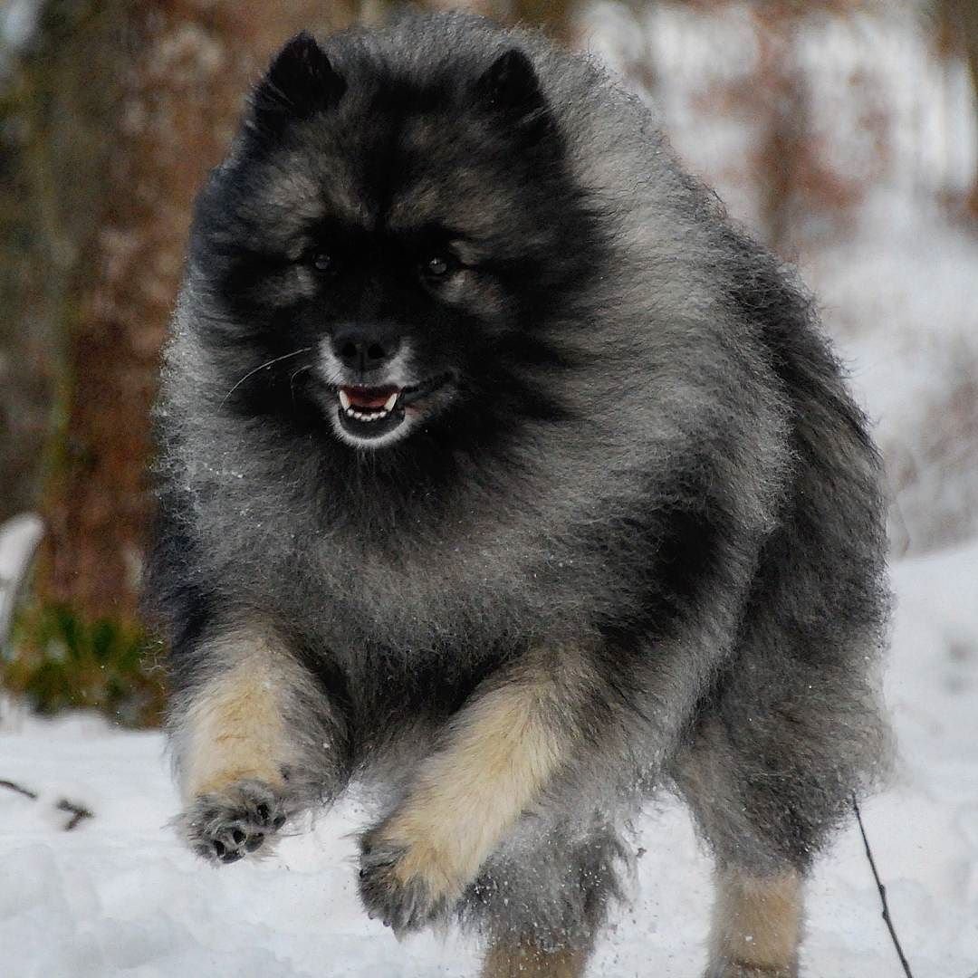 Кеесхонд шпиц черный