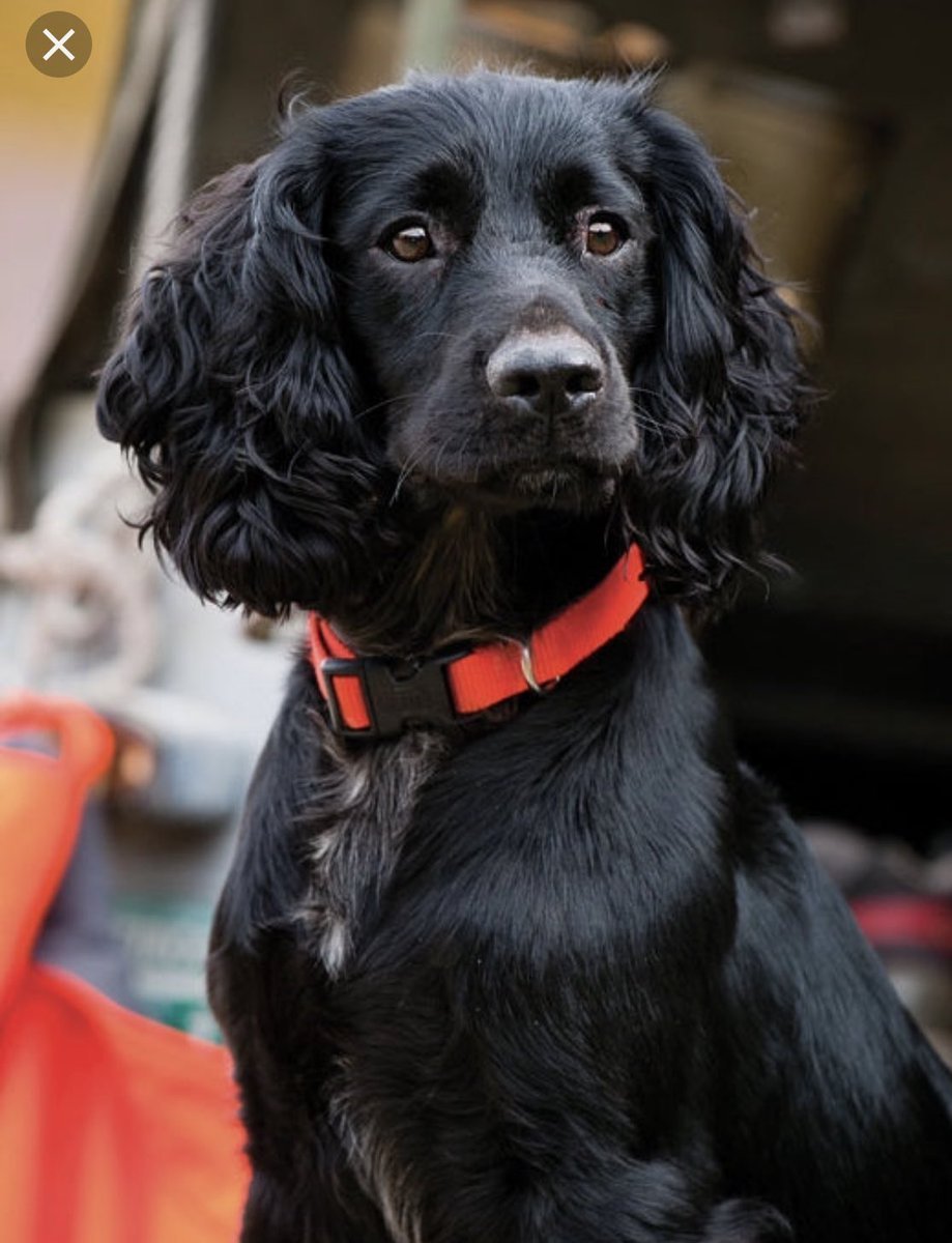 Бельгийский спаниель