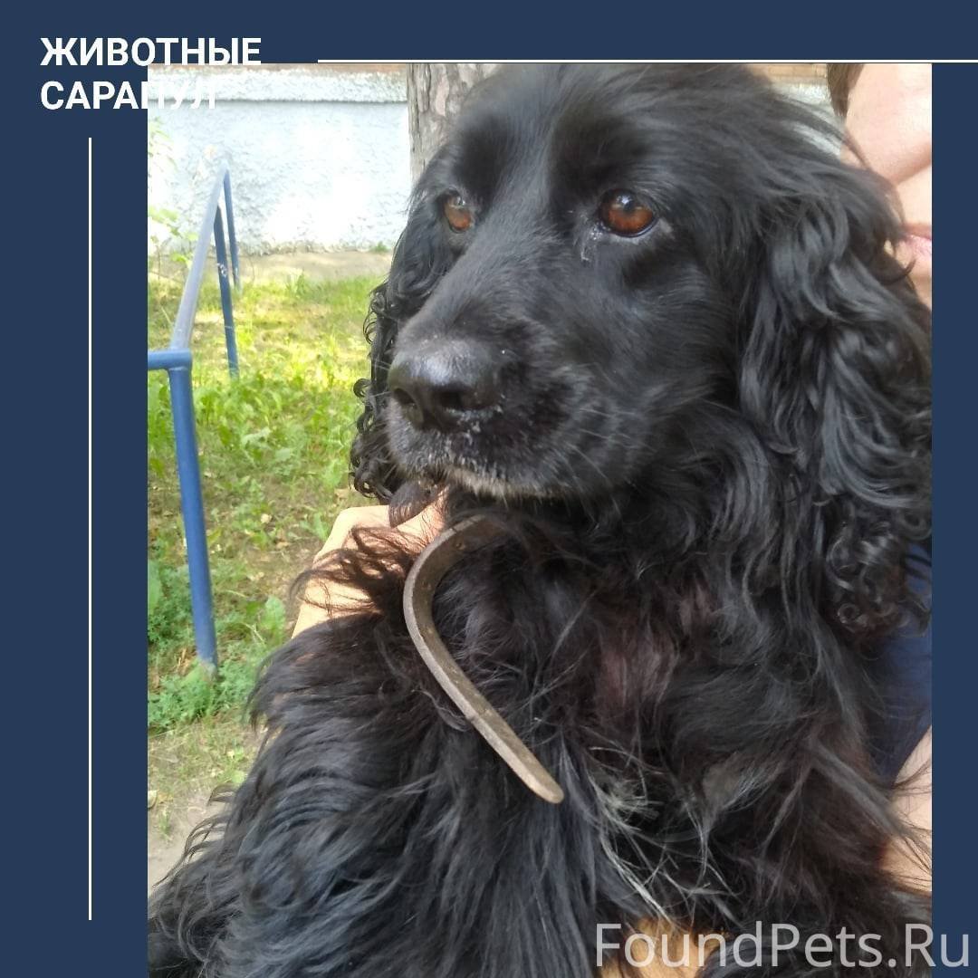 Английский кокер спаниель черный