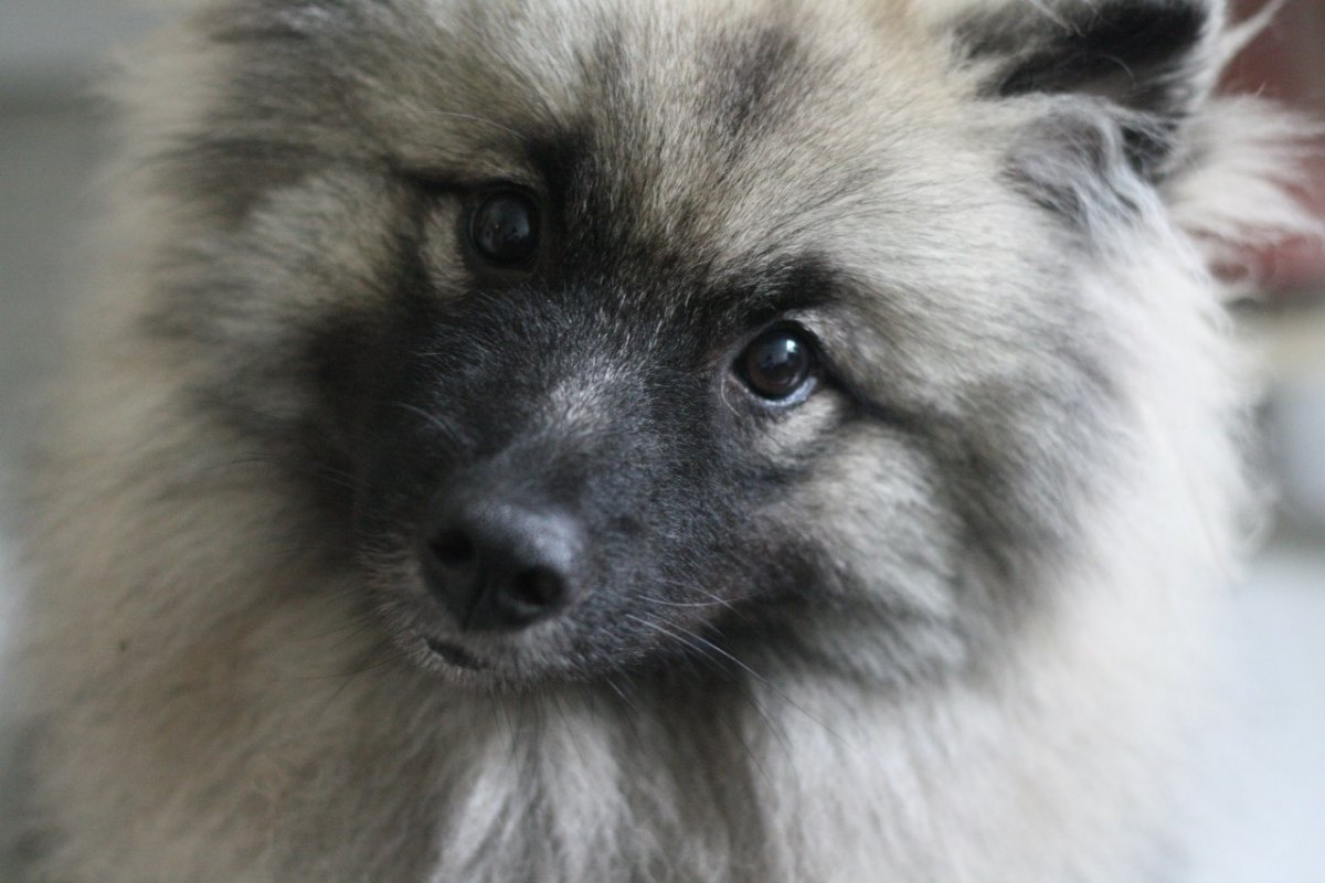 Волчий шпиц щенок