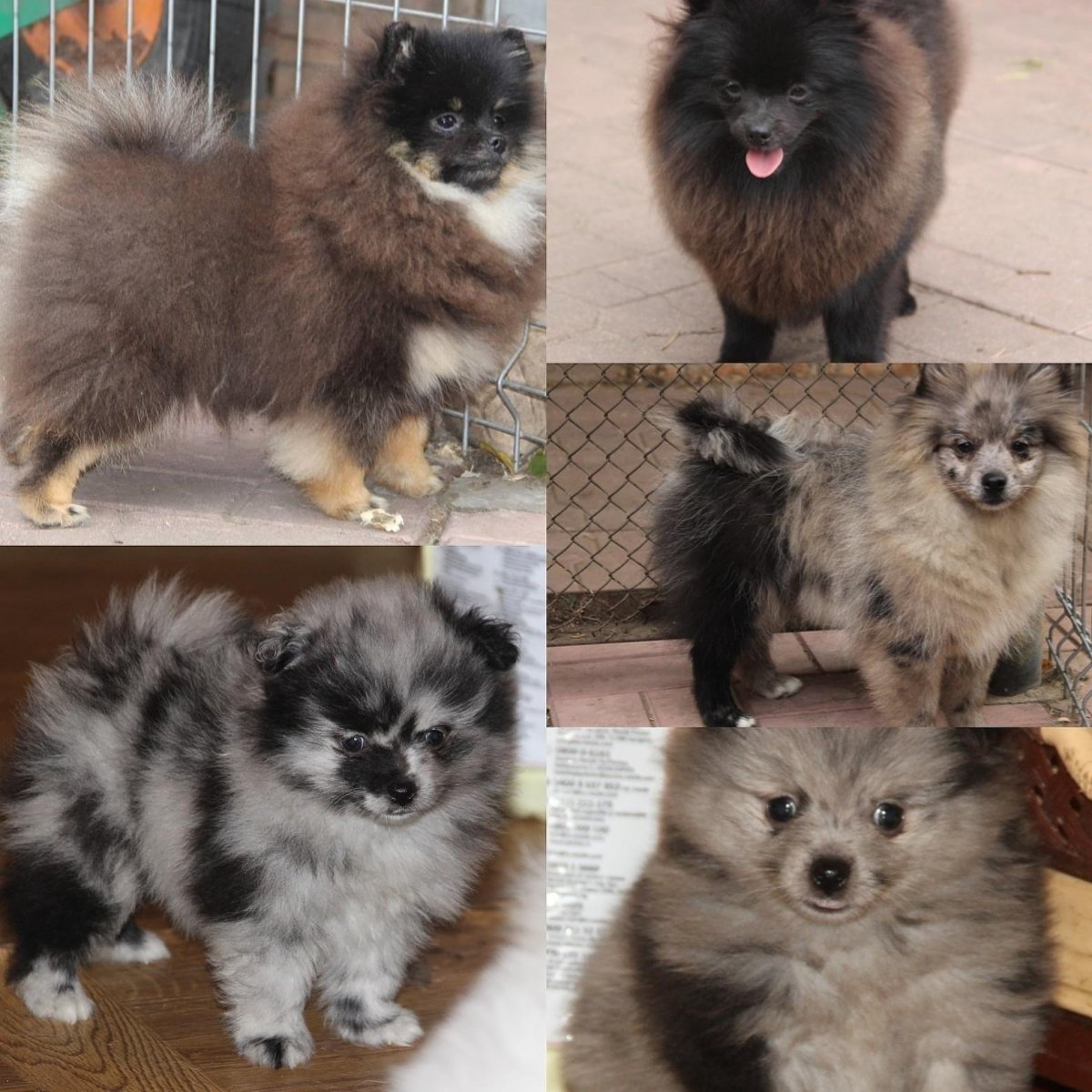 Шпиц черепаховый окрас немецкий