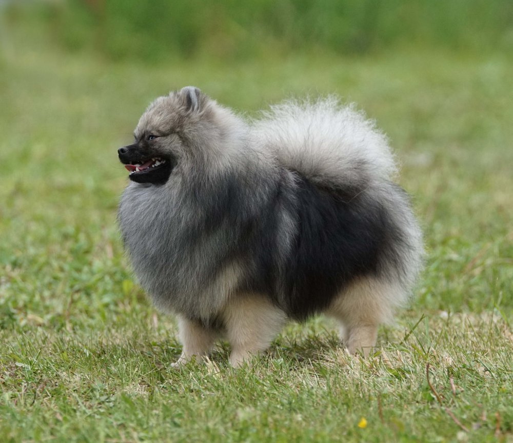 Померанский Вольф шпиц