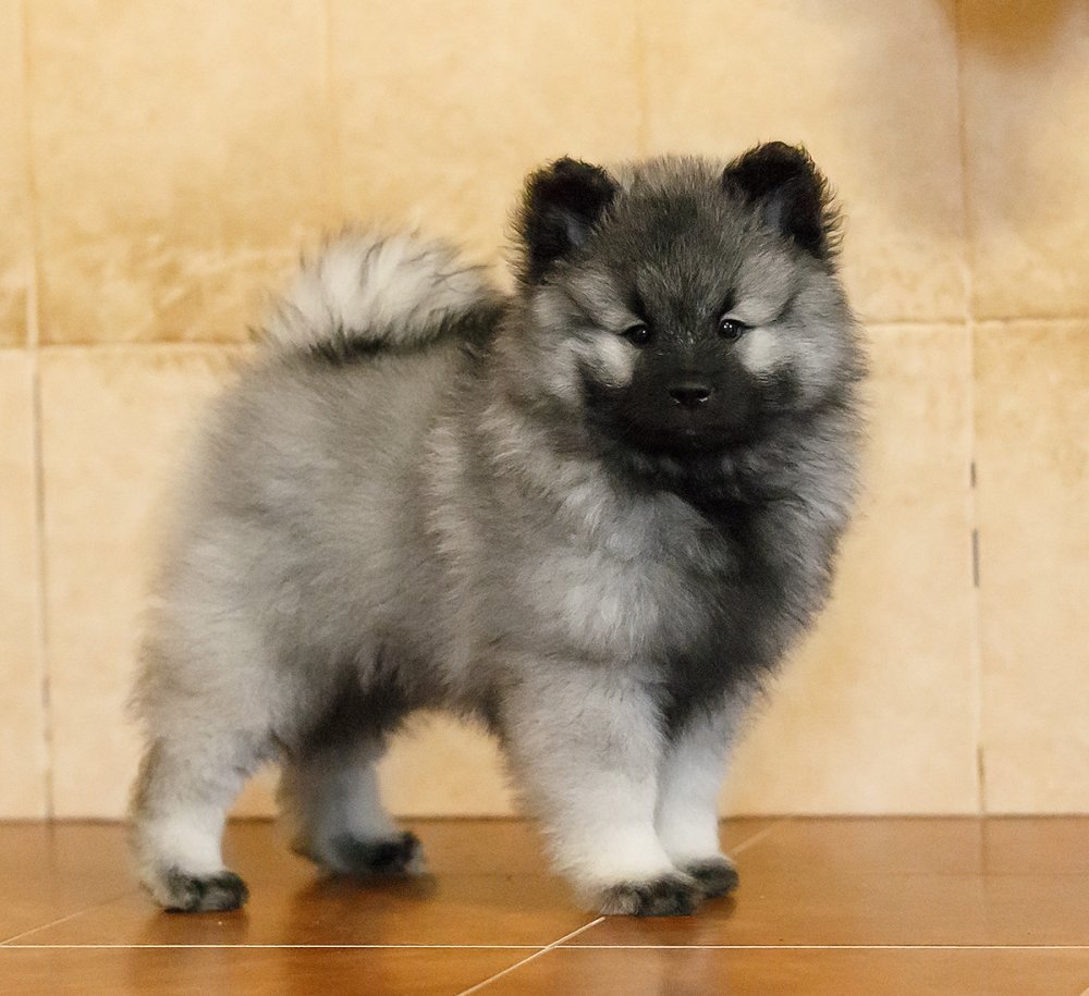 Щенок кеесхонда вольфшпиц