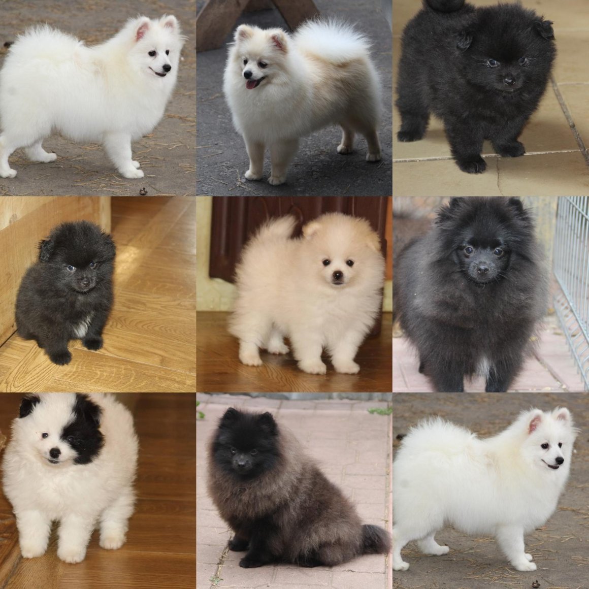 Шпиц собака окрасы