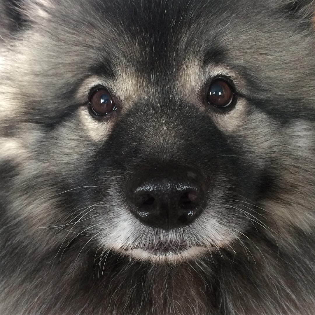 Кеесхонд характер