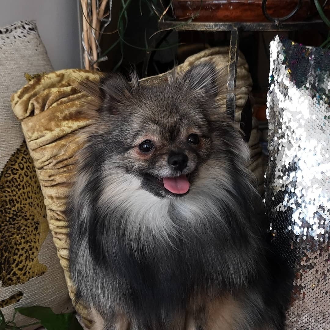 Шпиц Волчий окрас