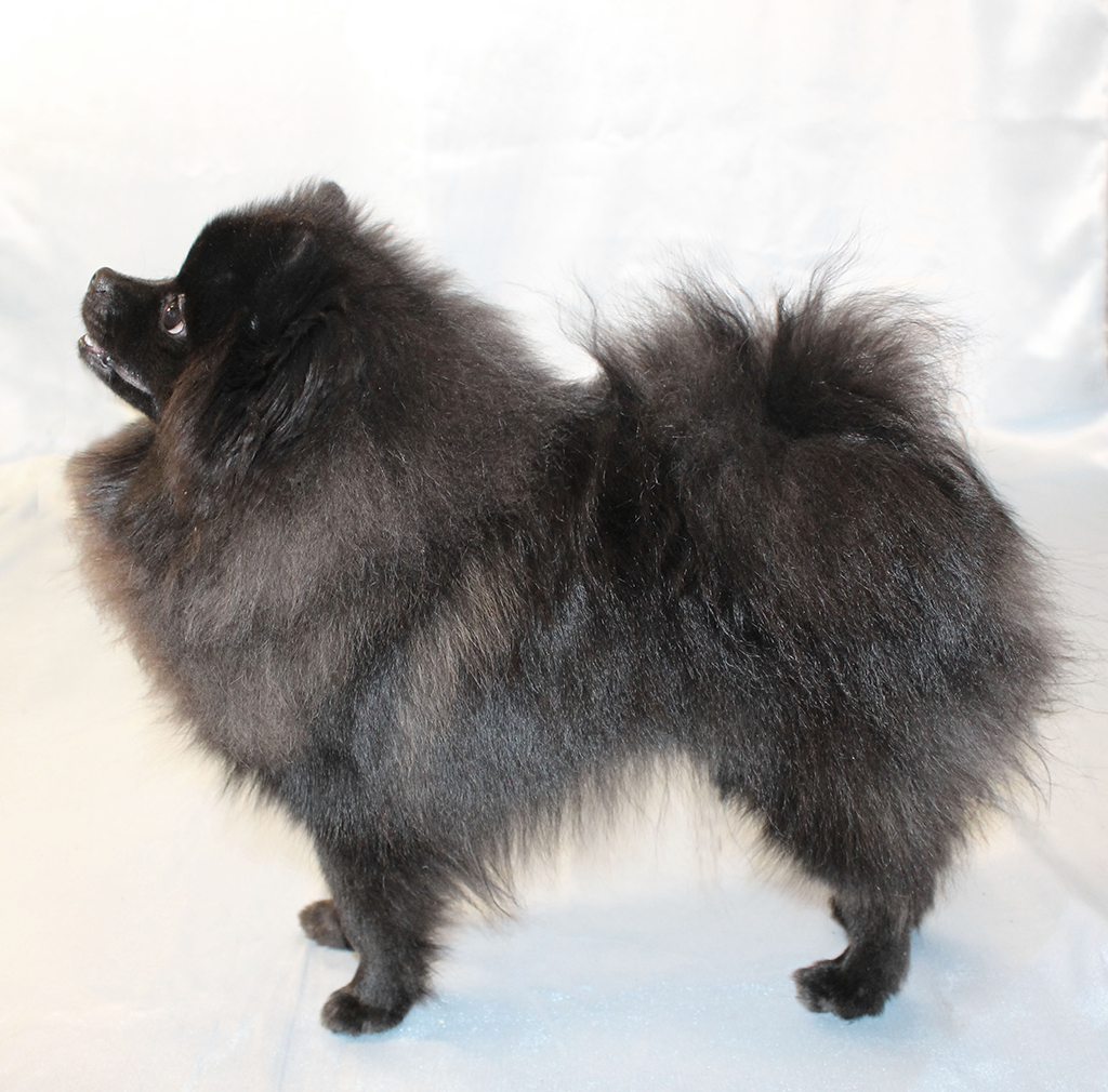 Померанский шпиц черный Мерль