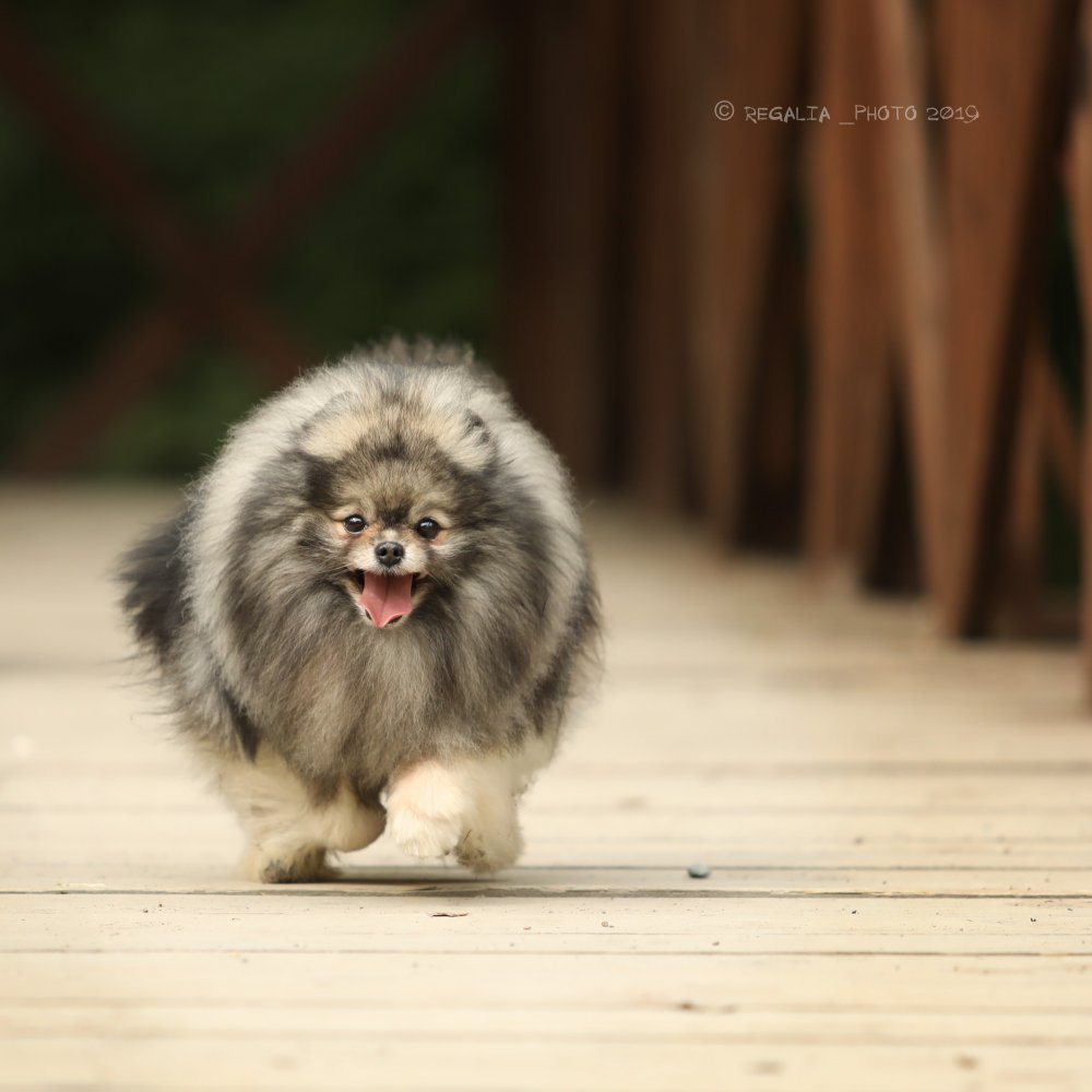 Шпиц померанский Волчий