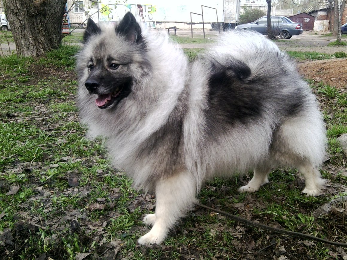 Кеесхонд белый