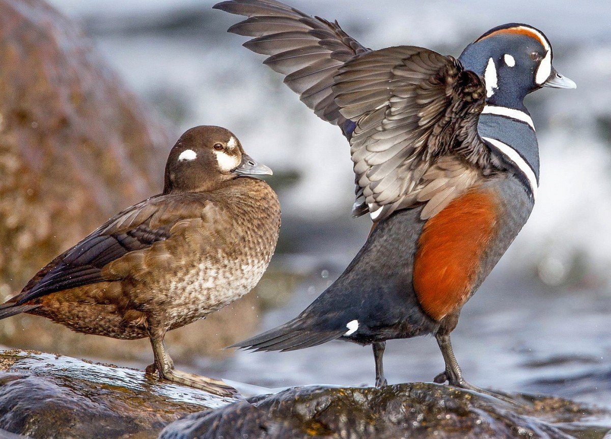 Анекдоты про птиц