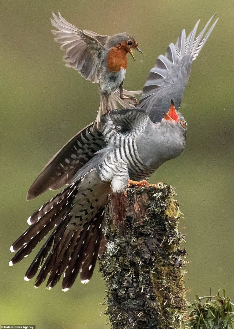 Куркуль птица