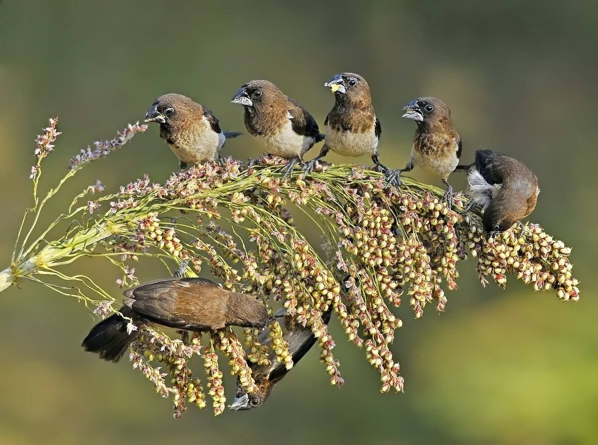 Птенец полосатой кукушки