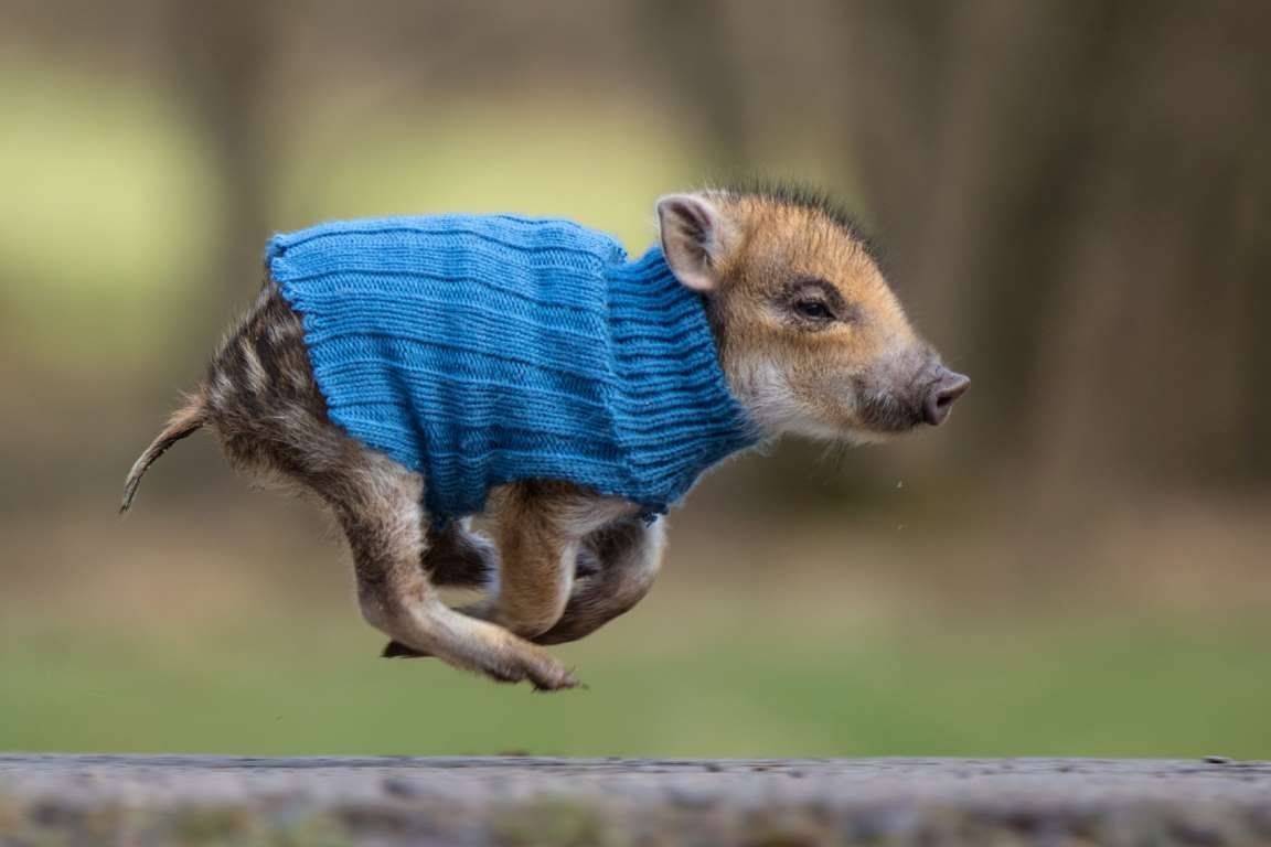 Чернобрюхий Глухарь