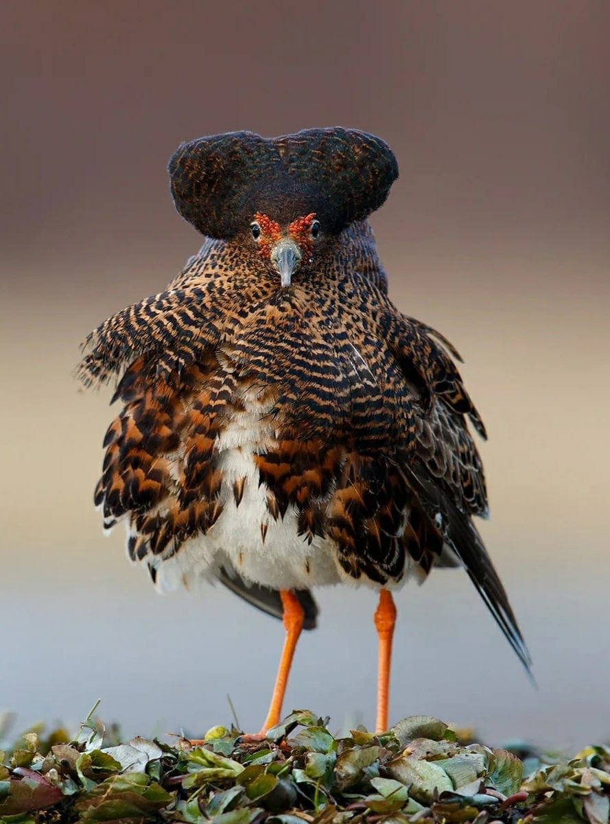 Куркуль птица фото