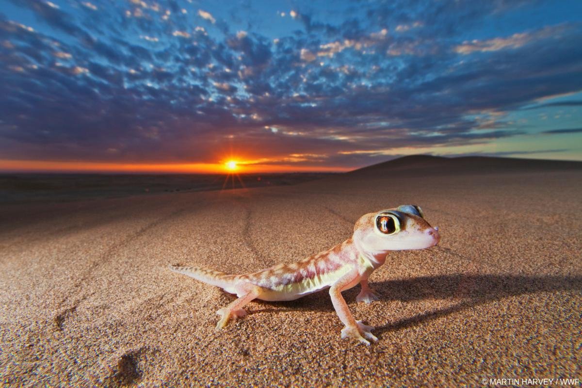 Геккон животное. Пустынный геккон Намиб. Сцинковый геккон. Сахарский геккон. Животные пустыни геккон.
