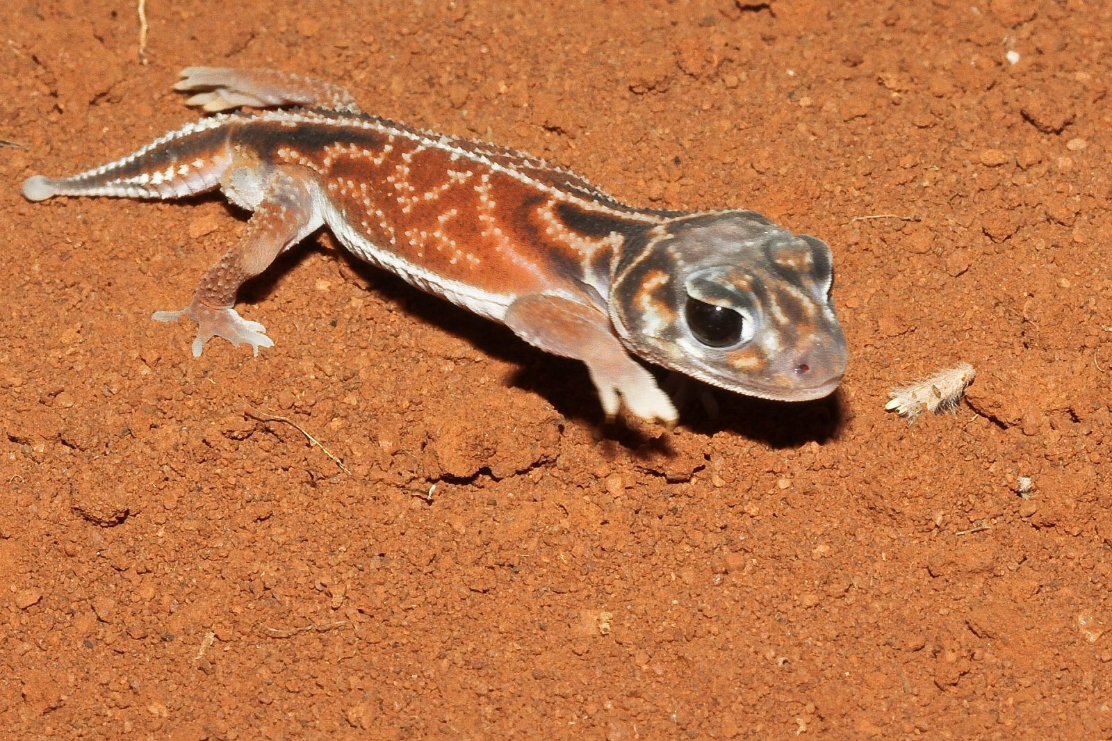 Дождевая ящерица. Мадагаскарский Земляной геккон. Геккон НЕФРУРУС. Гекконы строфурусы. Шишкохвостый геккон.