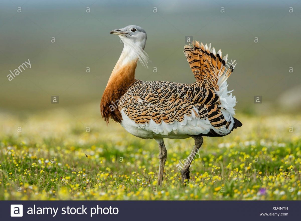 Хохлатая цесарка цесарка