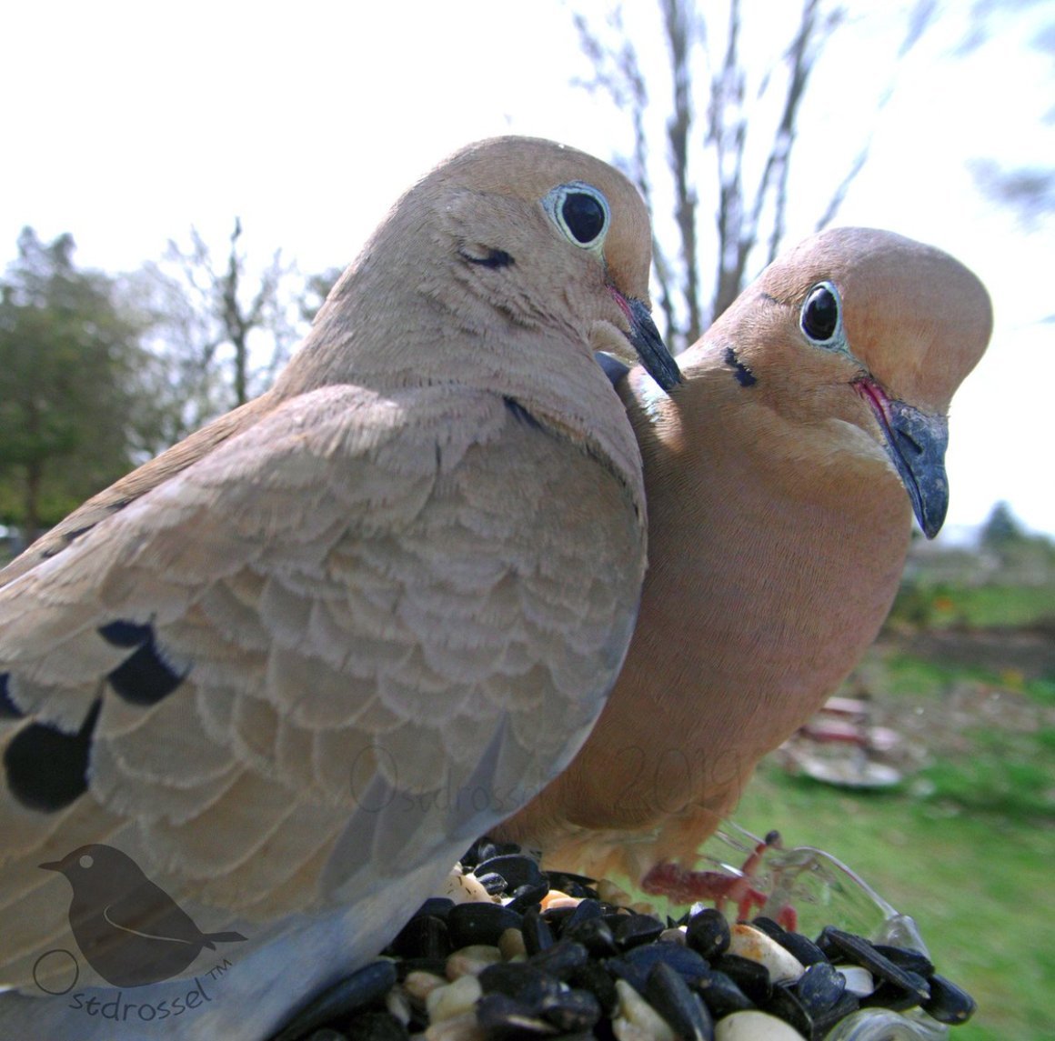 Так блэт Мем