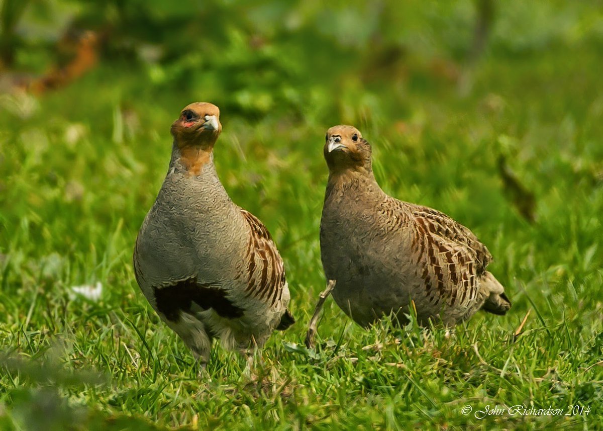 Взаимопомощь птиц