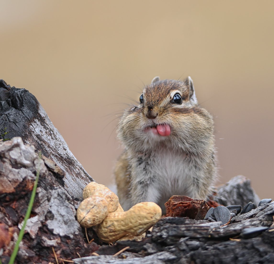Красивые сороки на ветках