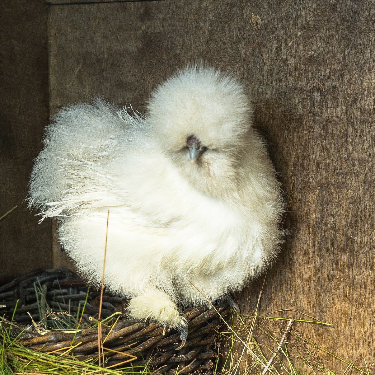 Китайская шелковая (Silkie Bantam)