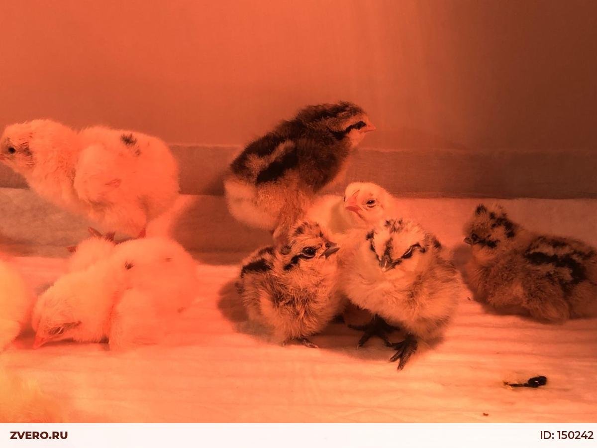 Порода кур китайская шелковая