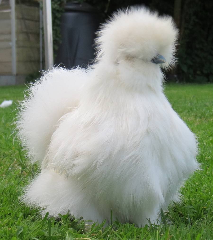 Китайская шелковая (Silkie Bantam)