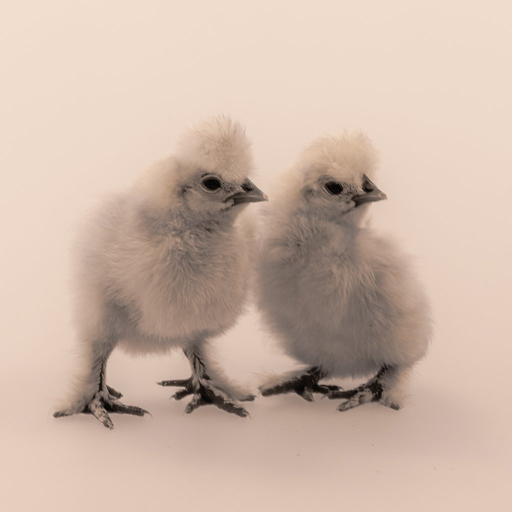 Фотографии цыплят китайской шелковой в возрасте 3 недели