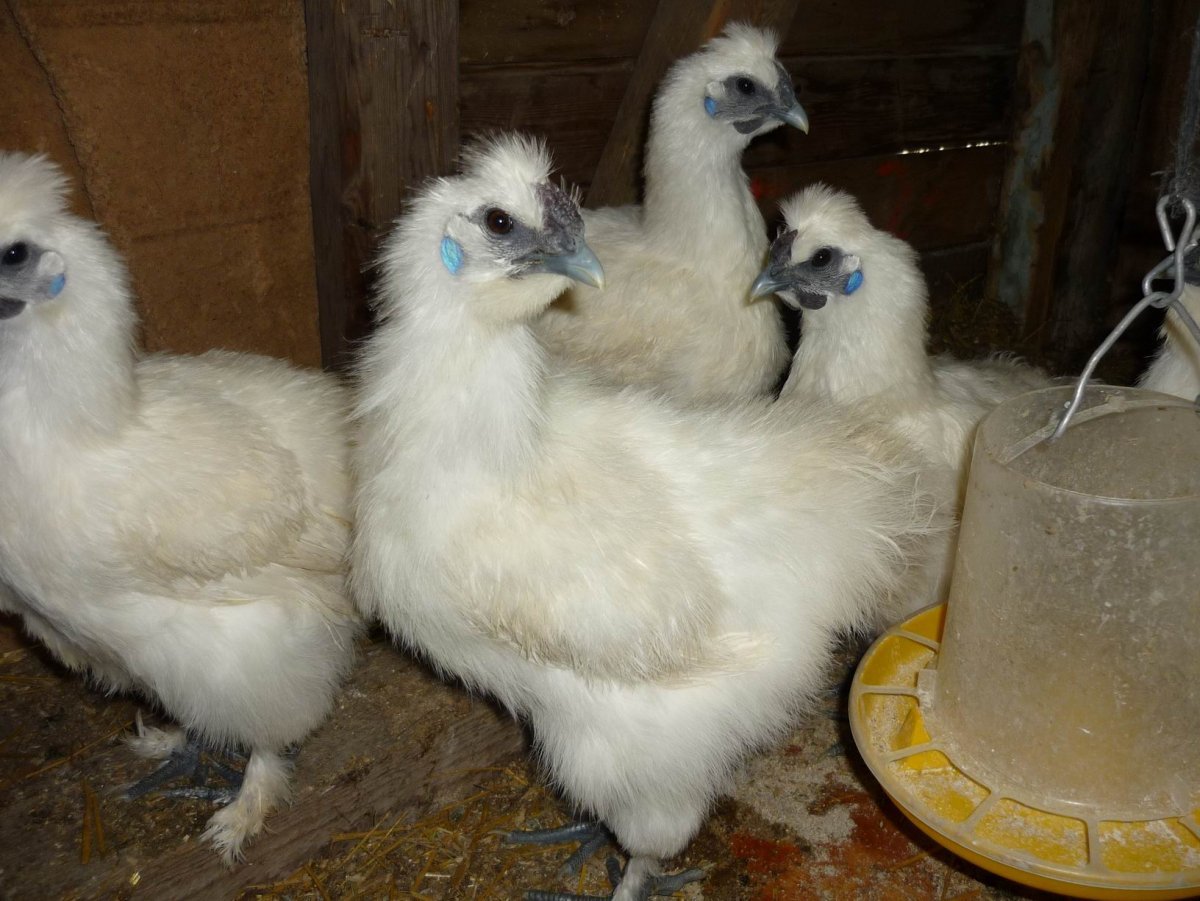 Суточные цыплята китайской шелковой