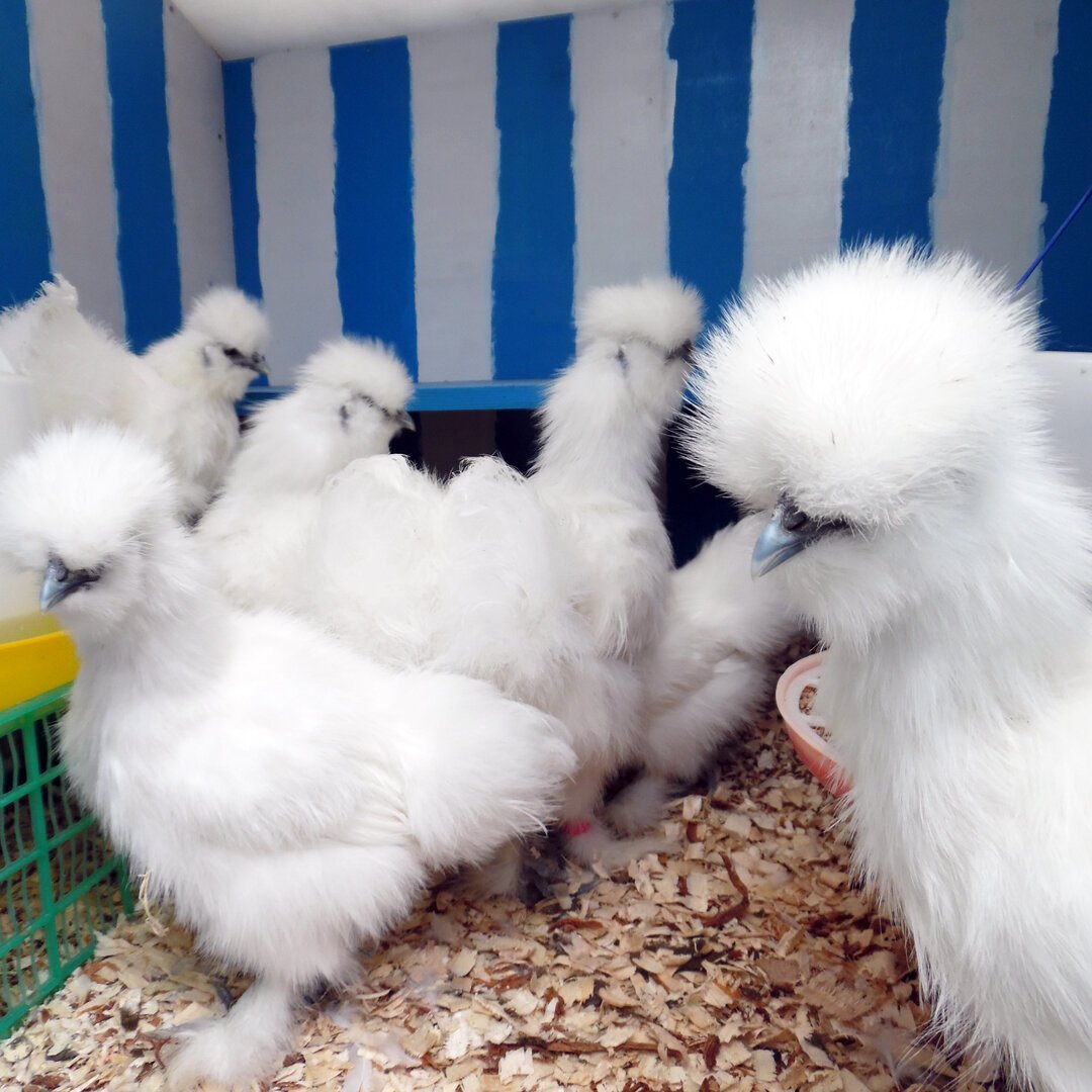 Падуан порода кур